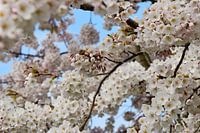 Japanische Kirschblüte Sakura