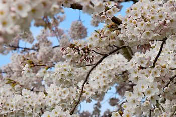 Cerisier japonais en fleur Sakura