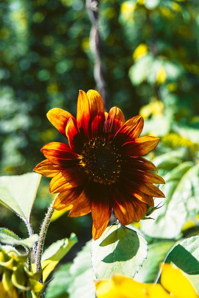 Sonnenblume von Simen Crombez