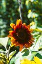 Sonnenblume von Simen Crombez Miniaturansicht