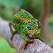 Elise Aaftink photo de profil