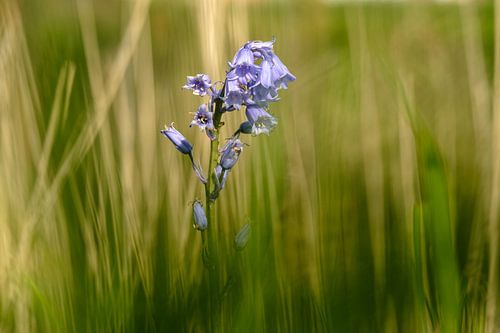 Blume im Rasen