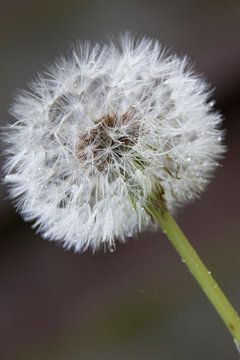 paardebloem van Nicole Wetzels