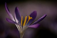 Krokus.