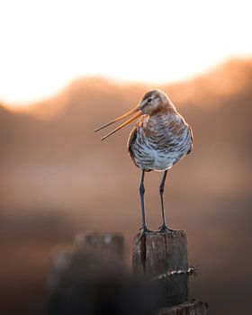 Uferschnepfe im Abendlicht
