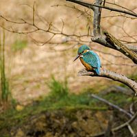 Ijsvogel op jacht