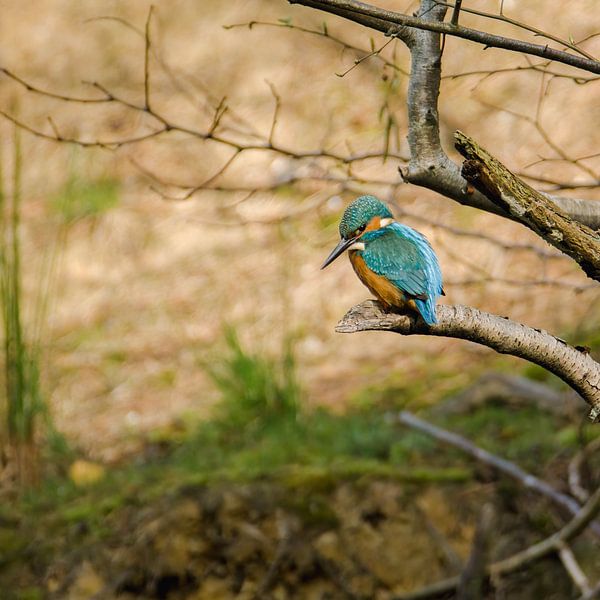 Martin-pêcheur en chasse par Leroy van Hooff