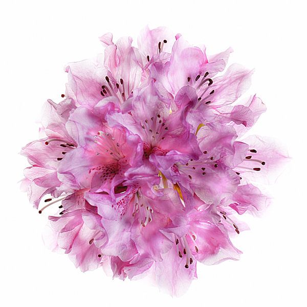 Rododendron van appie bonis
