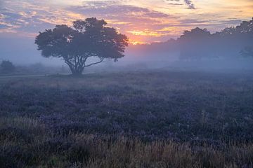 Misty Morning Heather field van Klaas Doting