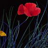 Bright red poppy with yellow butterfly in black by Susan Hol