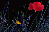 Coquelicot rouge vif avec papillon jaune en noir par Susan Hol Aperçu