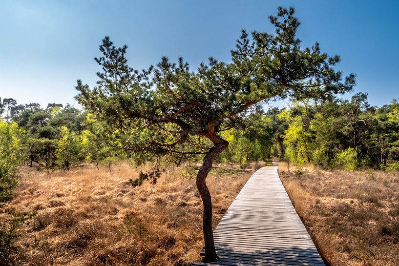 Arbre de bruyère par Maico.O