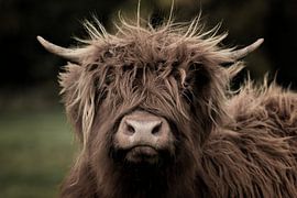 Schotse hooglander VI van Marvin Van Haasen