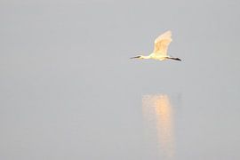 Pärchen im Flug von Bart Zeegers