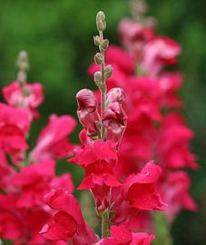 Snapdragon