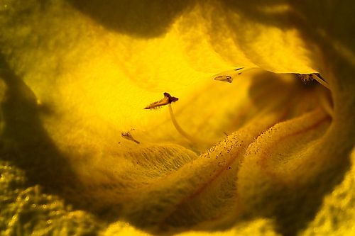 The secret sanctuary of a flower