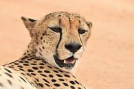 Jachtluipaard (cheeta) van Frank Heinen thumbnail