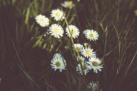 Daisies and grass by Suzan van Pelt