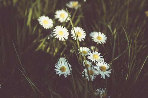 Daisies and grass