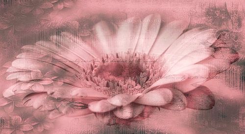 Gerbera rood, met tekst