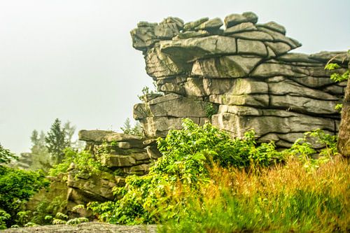 Met Analoge Lens Bosbloemenweidemist