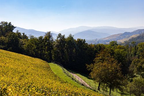 The vineyards between Turckheim and Ingersheim in French Alsace (5) by André Blom Fotografie Utrecht