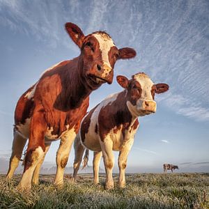 Kühe in einem Polder