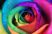 happyrose