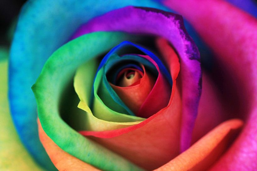 happyrose by marlies bouten