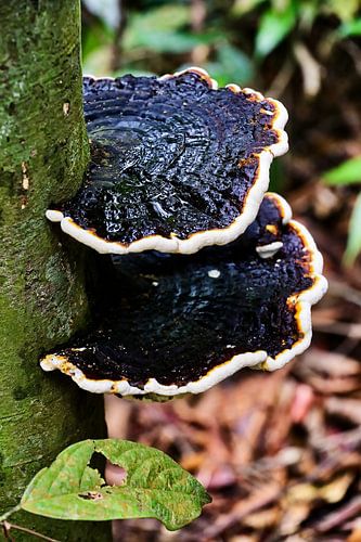 Mykologischer Ausschnitt aus dem Wald von Sumatra