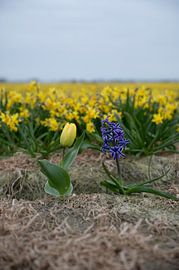 Noordwijk - Tulipe et jacinthe devant un champ de jonquilles (vertical) sur Reezyard