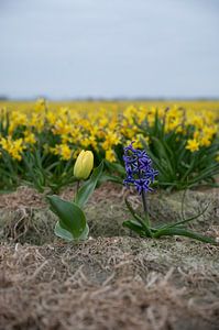 Noordwijk - Tulipe et jacinthe devant un champ de jonquilles (vertical)