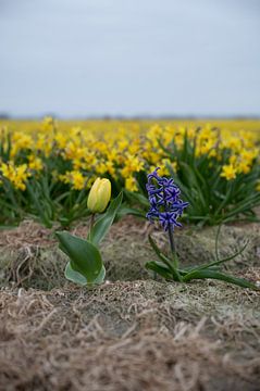 Noordwijk - Tulp en hyacint voor een veld narcissen (verticaal) van Reezyard