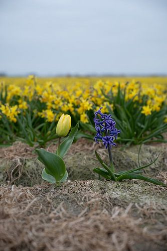 Noordwijk - Tulip and hyacinth in front of a field of daffodils (vertical)