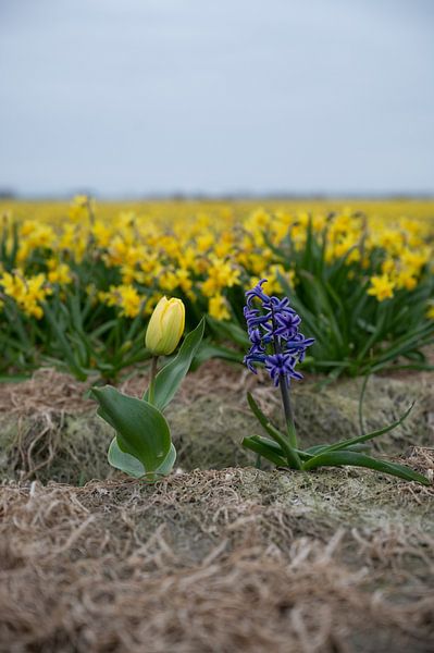 Noordwijk - Tulip and hyacinth in front of a field of daffodils (vertical) by Reezyard