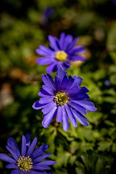 Rathenow &quot;Stad van de Optiek van David Krause