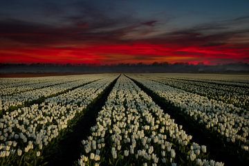Tulpen bij zonsopkomst van Gert Hilbink