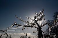 Arbre fruitier gelé