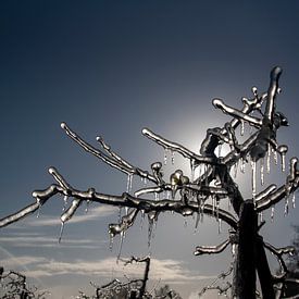 Frozen fruit tree by John Linders