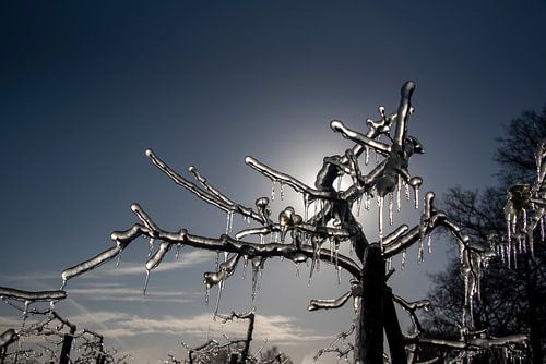 Bevroren fruitboom met tegenlicht