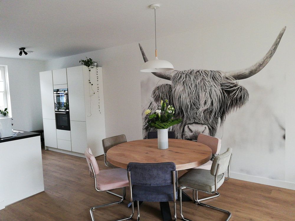 Schottische Hochländer im Naturschutzgebiet Jiltdijksheide  von Martijn van Dellen 