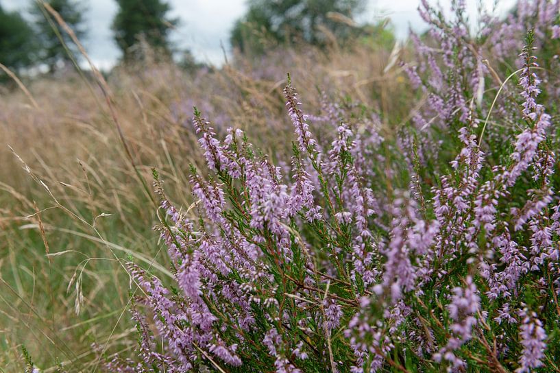 Stroese Heide von Richard Wareham