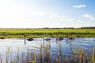 Nederlands landschap weiland van Déwy de Wit thumbnail