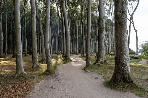 Ghost forest Nienhagen on the Baltic Sea, Baltic Sea coast, Mecklenburg-Western Pomerania, Germany