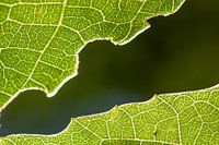 Leaves