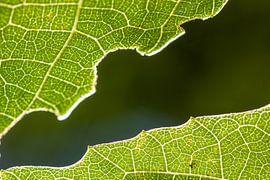 Leaves by Stefan Wapstra