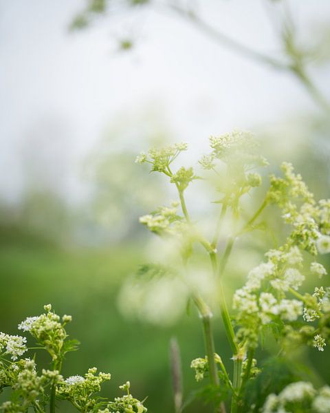 Vert d'air par Studio Liefkoos