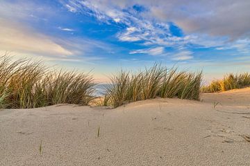 Die niederländische Düne mit Blick auf die Nordsee von eric van der eijk