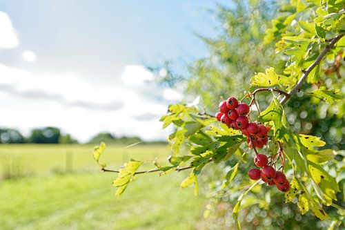 Baies rouges au soleil