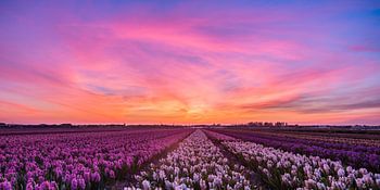 Zonsondergang over de bollenvelden (Panorama)